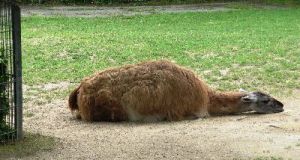 110607_Opel-Zoo 2a+b (13)