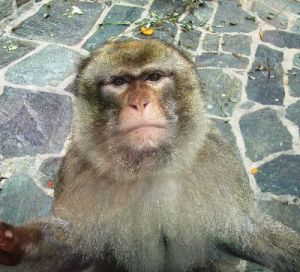 110607_Opel-Zoo 2a+b (40)