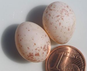 735px-Eggs_of_Parus_major