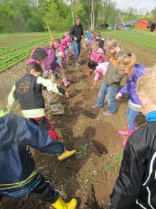 140508_Kartoffelstecken Stockhausen (11)