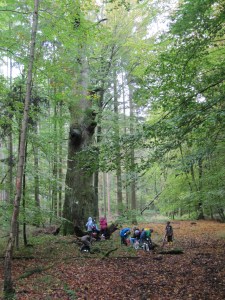 141008_Hergersdorf Wald (7)