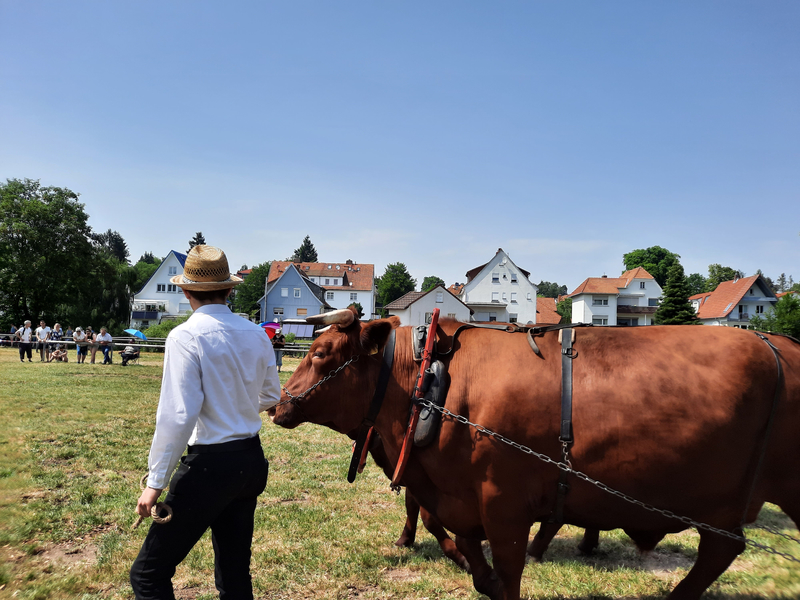 251. Prämienmarkt in Lauterbach