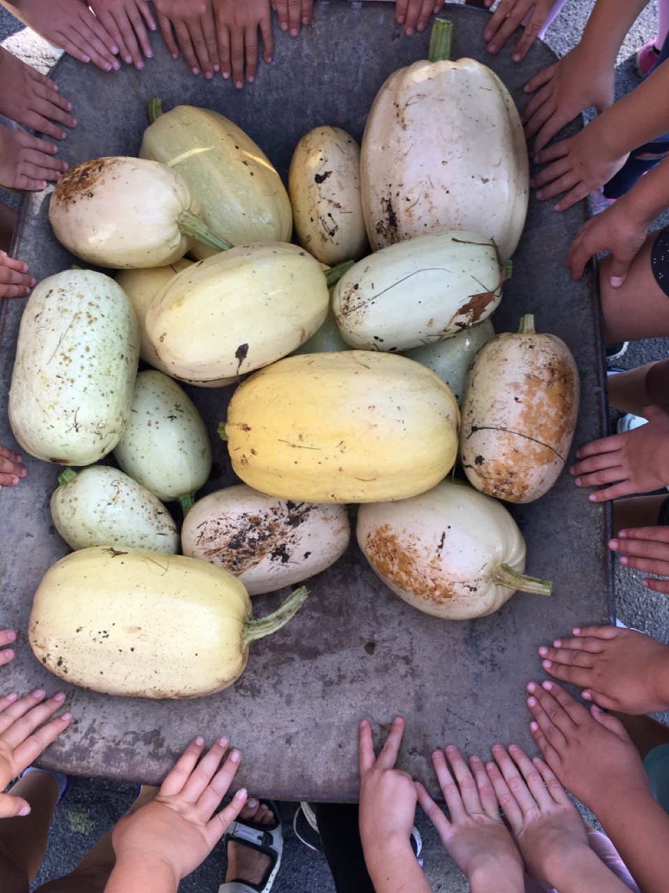 Der Kürbis – Vom Samen zur&nbsp;Frucht