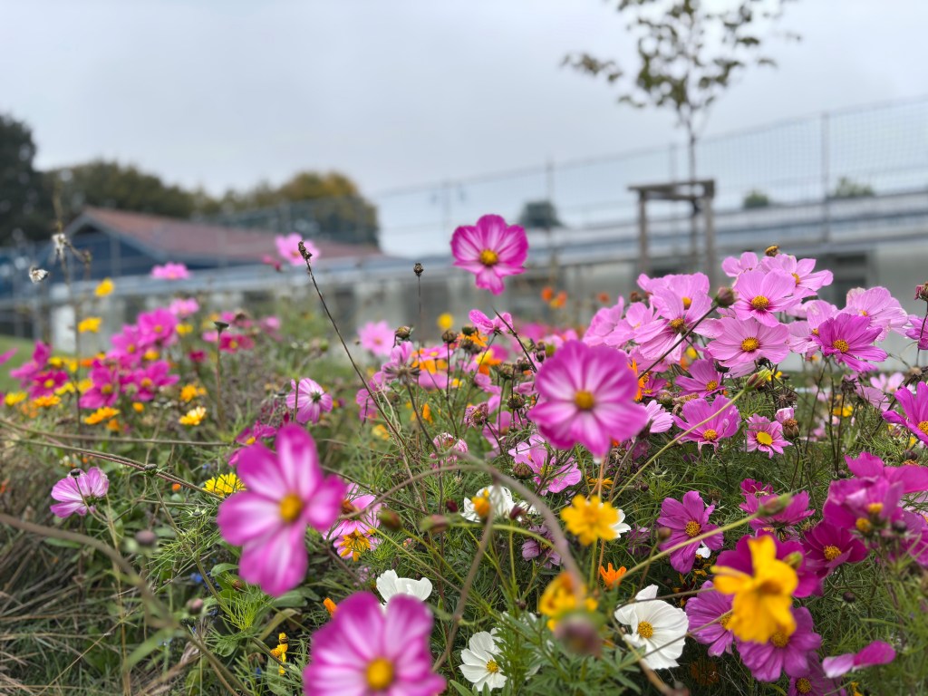 Herbstferien 2025 – erholsame Tage für alle